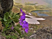 06 Primula irsuta (Primula irsuta) alla Bocchetta Triomen (2204 m) con vista sui Laghetti di Ponteranica